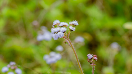 Ageratum es un género con unas 50 especies aceptadas, de las más de 200 descritas, ​ de plantas...