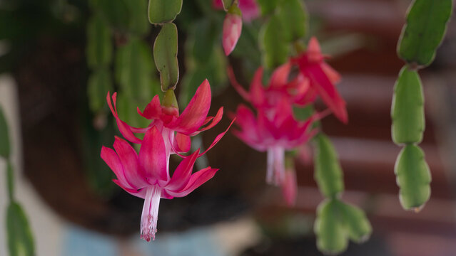 Schlumbergera tambi&eacute;n llamados cactus de Navidad o Santa Teresita es un g&eacute;nero de 7 especies aceptadas, de la cincuentena descritas,1​ de cactus, oriundos del Brasil.
