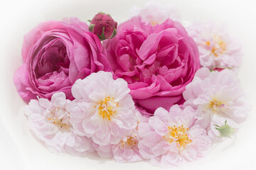Obraz na płótnie Canvas Schale mit verschiedenen Rosenblüten