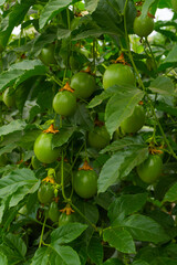 El tomate o también conocido como jitomate es la hortaliza más difundida en todo el mundo y la de mayor valor económico. Su demanda aumenta continuamente y con ella su cultivo, producción y comercio.