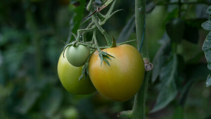 El tomate o también conocido como jitomate es la hortaliza más difundida en todo el mundo y la de...