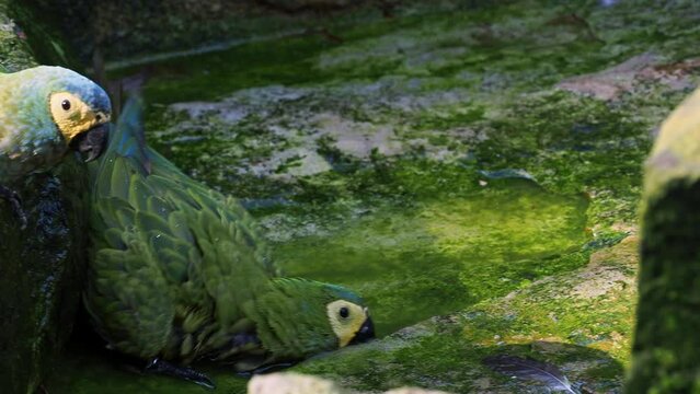 Red-bellied macaw, orthopsittaca manilata. Beautiful colored parrots bathe in water.