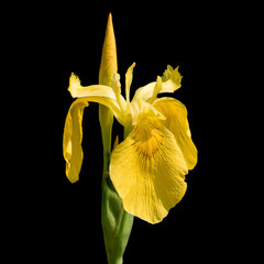 Yellow Flag Iris