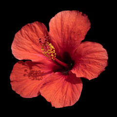 Hawaiian Hibiscus