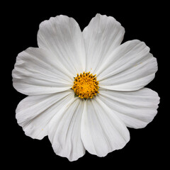 White Cosmos