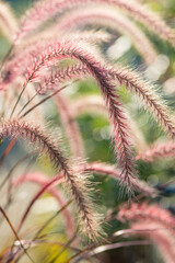 Ähren des roten Federborstengrases