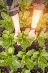 Organic vegetables. Farmers hands with freshly harvested vegetables.