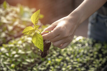 hands of a farmers are taking care and checking the quality of organic vegetables.