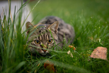 cat in grass
