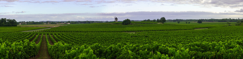Fototapeta na wymiar Sunset landscape bordeaux wineyard france, europe Nature. High quality photo