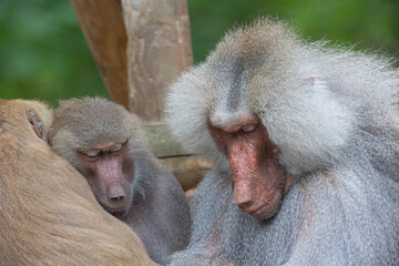 Three baboons (papio) sitting together sleeping