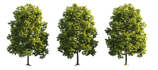 Isolated Hi Res Trees in transparent PNG