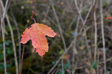 Autumnus folium rufo-luteum, Viburnum acerifolium. Background est blurry.
