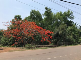 road in the forest