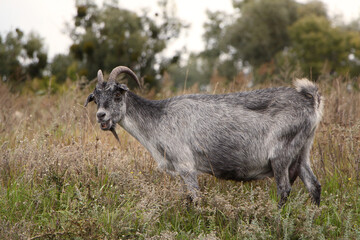 Fototapeta premium Goat grazing in the meadow