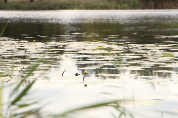 Autumn landscape. Flowers grow in water