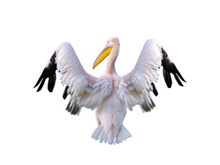 Pelican (pelican onocrotalus) dry wings i isolated on white background