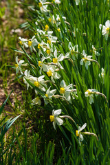 Flowerbed with blooming Narcissus in the park