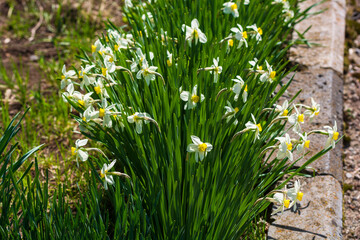 Flowerbed with blooming Narcissus in the park