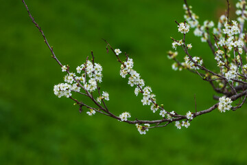 White plum blossom in spring, Armenia