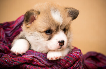 little corgi puppy lies and looks in a blanket
