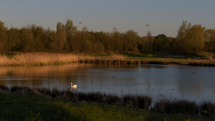 Fototapeta premium Pond in the city park. Evening landscape at sunset. lone white swan with wild ducks
