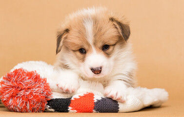 little corgi puppy looking in the studio