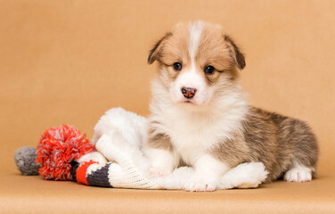 puppy looking in the studio