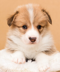 red corgi puppy in a fluffy blanket