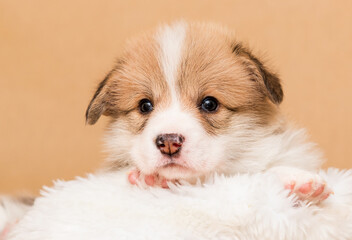 red corgi puppy in a fluffy blanket