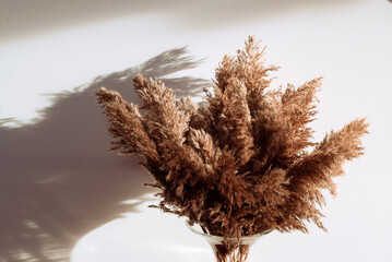 Phragmites australis pretty dried up common reed  autumn pampas soft plant grass intdoor light...