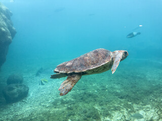 Tortue marine à la Réunion