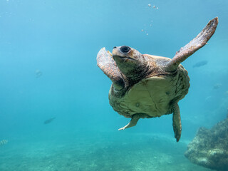 Tortue marine à la Réunion