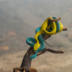 Viper snake on a branch of blue viper and yellow viper 