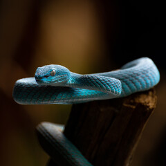 snake on a blur background