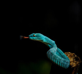 blue viper venomous snake