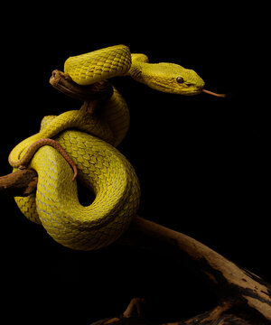 snake on the tree