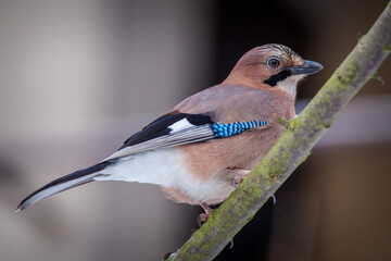 common jay at the feeder in nature