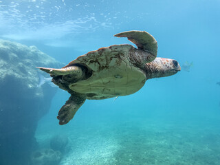 Tortue marine à la Réunion