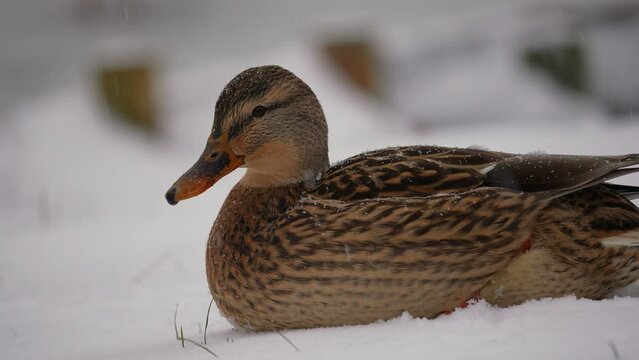 The mallard or wild duck close-up (dabbling duck) sitting on the snow on snowy land during snowfall in forest.  This duck belongs to the subfamily Anatinae of the waterfowl family Anatidae. 