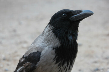 Hooded crow close up portrait. Corvus cornix