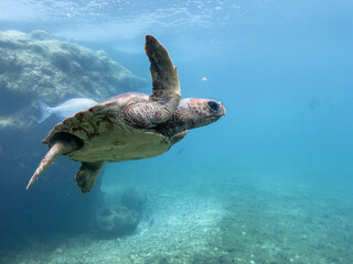 Tortue marine à la Réunion