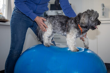 Physiotherapie eines Hundes auf Gymnastikball