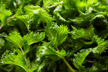 Fresh mint herb leaves texture background. Green mint plant