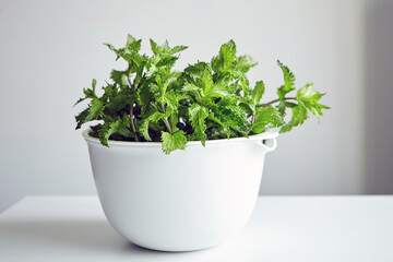 Fresh mint leaves in white bowl, medicinal herb. Curly mint plant