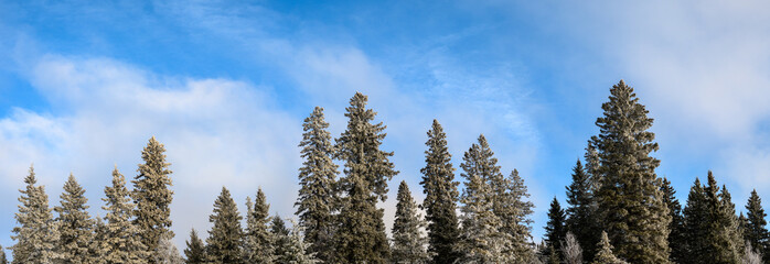 Panoramic view of green spruce trees that are covered in white snow an frost under a blue sky with white clouds.
