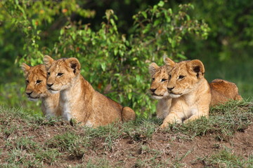 Five cute lion cubs looking into the camera, resting on a hill