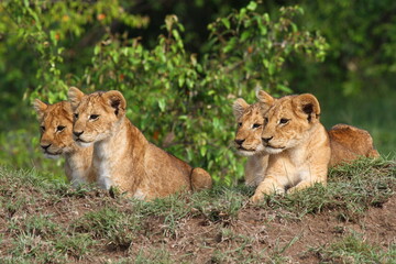 Obraz na płótnie Canvas Five cute lion cubs looking into the camera, resting on a hill