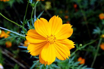 The Mexican Aster has yellow flowers. Single layer or stacked petals The tip of the petals is serrated as a saw tooth. In the center of the flower are 5 stamens and 1 pistil.