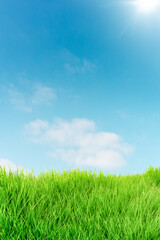 Sunny sky and green grass background.